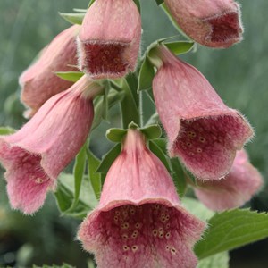 6 x digitale mertonensis - digitalis 'mertonensis'  - godet 9x9 cm