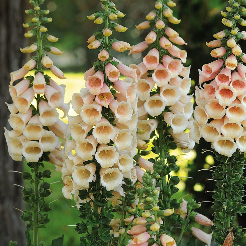 6 x digitale, gant de notre dame - digitalis purpurea 'apricot beauty' - godet