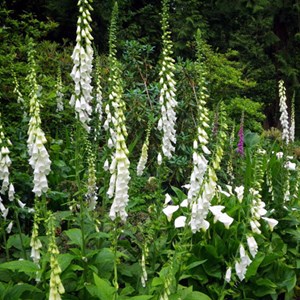 6 x digitale, gant de notre dame  - digitalis purpurea 'alba'  - godet 9x9 cm