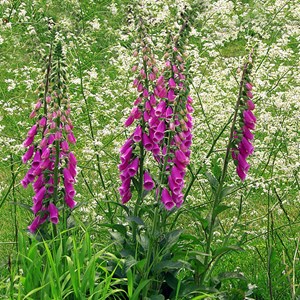 6 x digitale, gant de notre dame - digitalis purpurea 'excelsior hybrids' -
