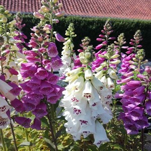 6 x digitale, gant de notre dame - digitalis purpurea 'excelsior hybrids' -