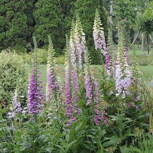 6 x digitale, gant de notre dame - digitalis purpurea 'gloxiniiflora' - godet