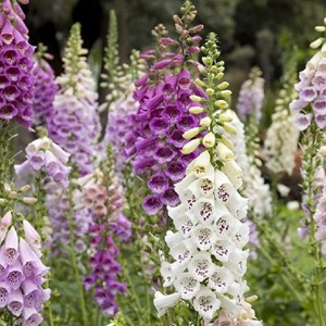 6 x digitale, gant de notre dame - digitalis purpurea 'gloxiniiflora' - godet