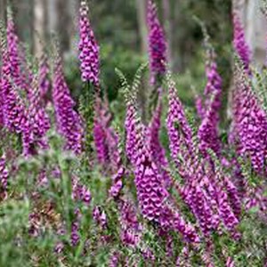 6 x digitale, gant de notre dame - digitalis purpurea  - godet 9x9 cm