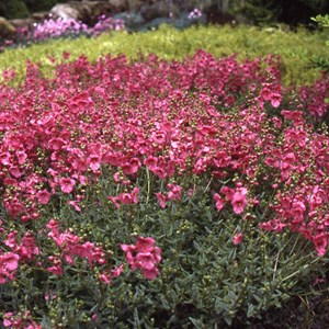 Diascia 'ruby field' - godet 9x9 cm