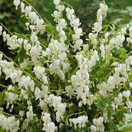 6 x cœur de marie  - dicentra spectabilis 'alba'  - godet 9x9 cm