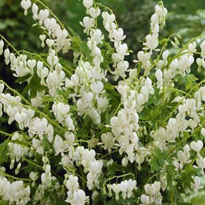 6 x cœur de marie  - dicentra spectabilis 'alba'  - godet 9x9 cm