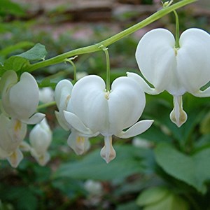 6 x cœur de marie  - dicentra spectabilis 'alba'  - godet 9x9 cm