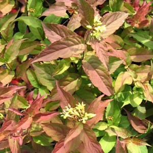 2 x diervilla splendens - 40-60 cm pot