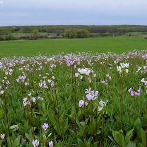 6 x gyroselle de virginie - dodecatheon meadia  - godet 9x9 cm