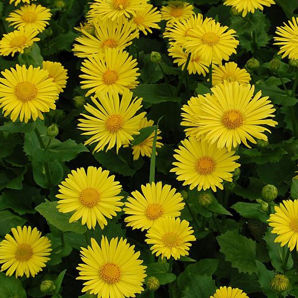 6 x doronic du caucase - doronicum orientale 'little leo' - godet 9x9 cm