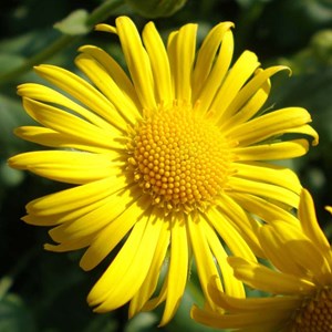 6 x doronic du caucase  - doronicum orientale 'little leo'  - godet 9x9 cm