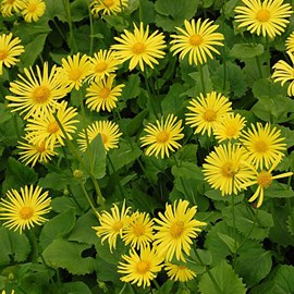 6 x doronic du caucase  - doronicum orientale 'magnificum'  - godet 9x9 cm