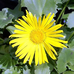 6 x doronic du caucase  - doronicum orientale 'magnificum'  - godet 9x9 cm
