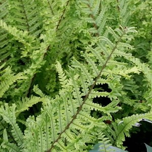 6 x fausse fougère mâle  - dryopteris affinis 'cristata'  - godet 9x9 cm