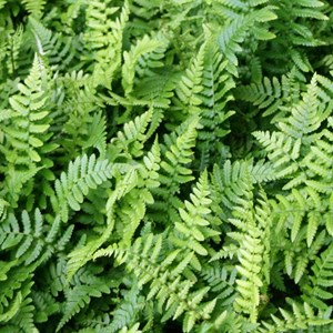 6 x fausse fougère mâle - dryopteris affinis  - godet 9x9 cm