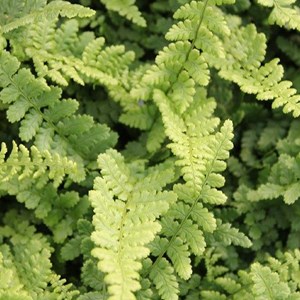 6 x fausse fougère mâle  - dryopteris affinis 'pinderi'  - godet 9x9 cm