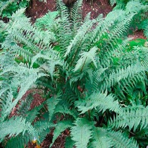6 x fausse fougère mâle  - dryopteris affinis 'pinderi'  - godet 9x9 cm