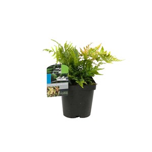 Dryopteris erythrosora - godet 9x9 cm