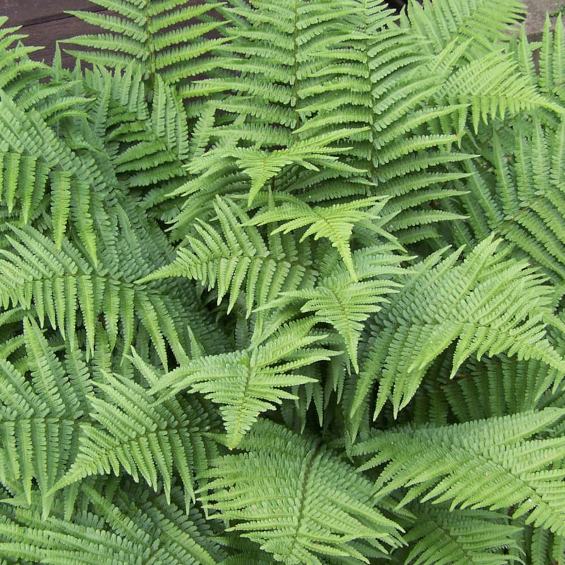 6 x fougère mâle - dryopteris filix-mas - godet 9x9 cm