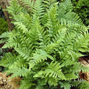 6 x fougère mâle - dryopteris filix-mas  - godet 9x9 cm