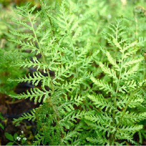 6 x fougère mâle - dryopteris filix-mas 'linearis polydactyl'  - godet 9x9 cm