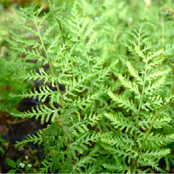 Arborix - 6 x fougère mâle - dryopteris filix-mas 'linearis polydactyl'  - godet 9x9 cm
