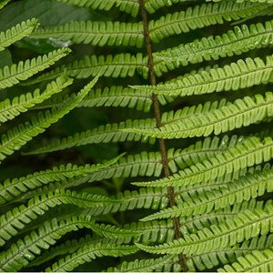 6 x fougère à écailles dorées - dryopteris wallichiana  - godet 9x9 cm