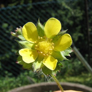 6 x fraisier des indes - duchesnea indica  - godet 9x9 cm