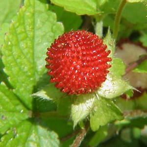 Fraisier des indes - duchesnea indica  - godet 9x9 cm