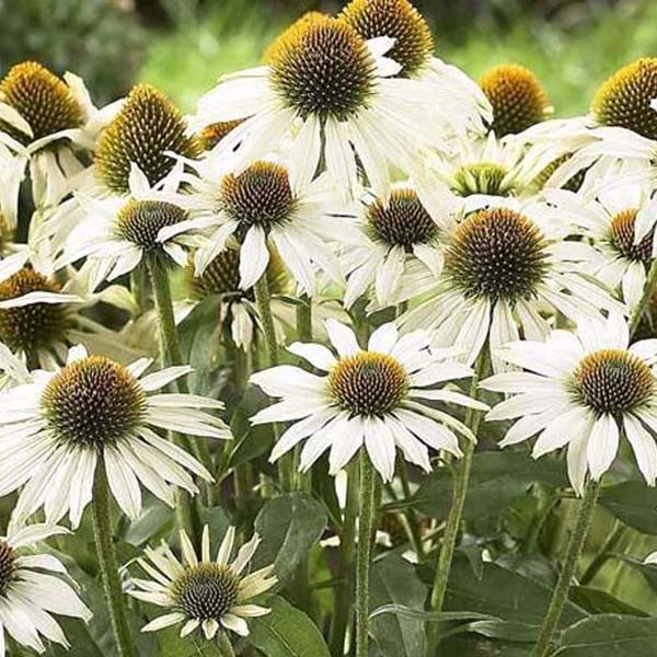 Arborix - 6 x rudbeckia pourpre  - echinacea purpurea 'avalanche'  - godet 9x9 cm