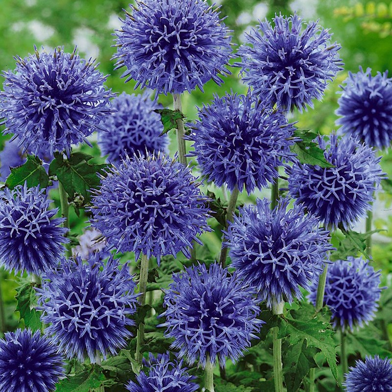 6 x boule azurée - echinops bannaticus 'blue globe' - godet 9x9 cm