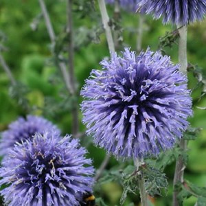 6 x boule azurée  - echinops bannaticus 'blue globe'  - godet 9x9 cm