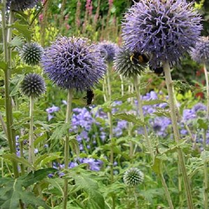 6 x boule azurée  - echinops bannaticus 'taplow blue'  - godet 9x9 cm