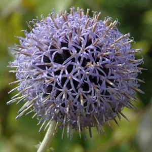 6 x boule azurée  - echinops bannaticus 'taplow blue'  - godet 9x9 cm