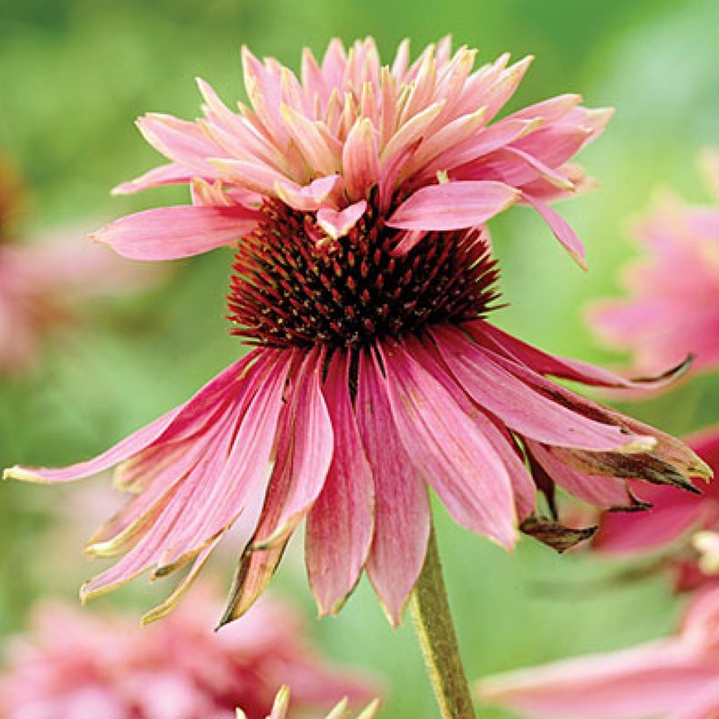 Arborix - 6 x rudbeckia pourpre  - echinacea purpurea 'doubledecker'  - godet 9x9 cm