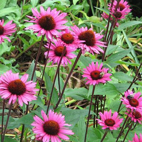 Arborix - 6 x rudbeckia pourpre  - echinacea purpurea 'fatal attraction'  - godet 9x9 cm