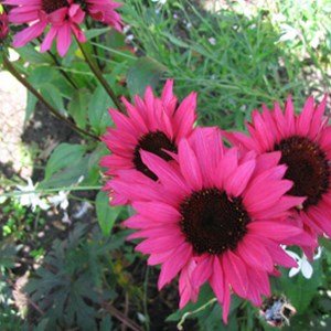 6 x rudbeckia pourpre  - echinacea purpurea 'fatal attraction'  - godet 9x9 cm