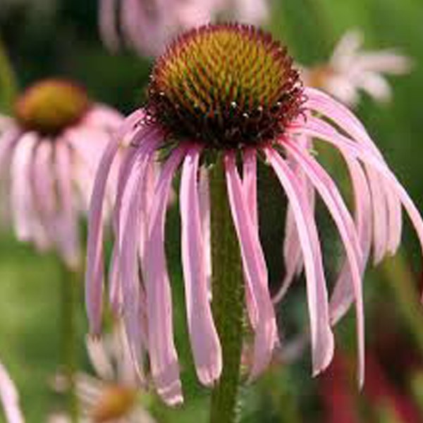 Arborix - 6 x rudbeckia pallida - echinacea pallida  - godet 9x9 cm