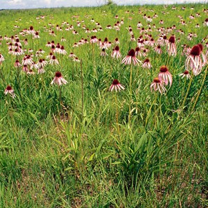 6 x rudbeckia pallida - echinacea pallida  - godet 9x9 cm