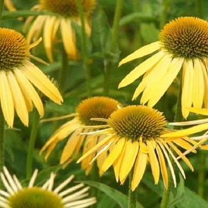 6 x rudbeckia pourpre - echinacea purpurea 'harvest moon'  - godet 9x9 cm