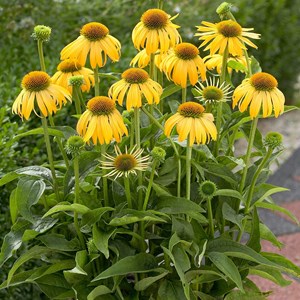 6 x rudbeckia pourpre - echinacea purpurea 'harvest moon'  - godet 9x9 cm