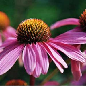 6 x rudbeckia pourpre - echinacea purpurea 'leuchtstern'  - godet 9x9 cm