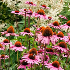 6 x rudbeckia pourpre - echinacea purpurea 'leuchtstern'  - godet 9x9 cm