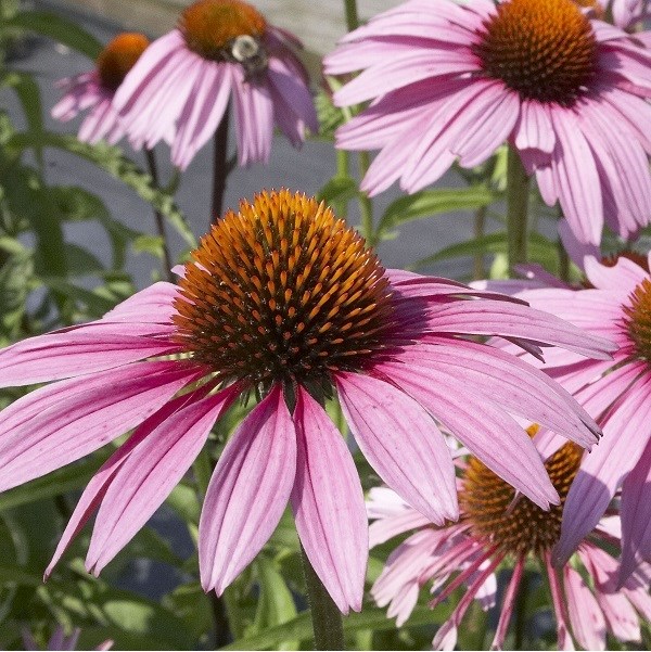 Arborix - 6 x rudbeckia pourpre - echinacea purpurea 'magnus'  - godet 9x9 cm