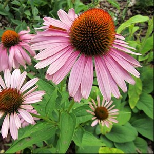 6 x rudbeckia pourpre - echinacea purpurea 'magnus'  - godet 9x9 cm