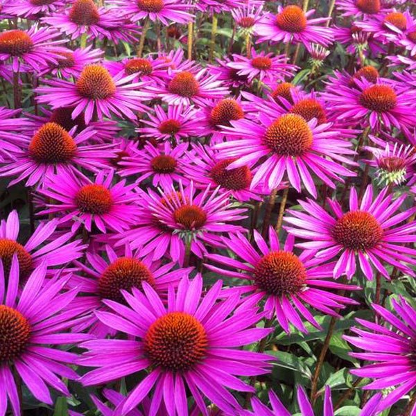 Arborix - 6 x rudbeckia pourpre  - echinacea purpurea 'pica bella'  - godet 9x9 cm
