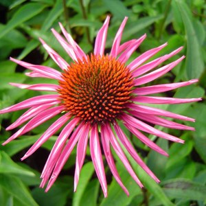 6 x rudbeckia pourpre  - echinacea purpurea 'pica bella'  - godet 9x9 cm