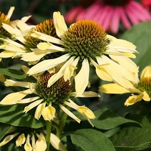 6 x rudbeckia pourpre - echinacea purpurea 'sunrise'  - godet 9x9 cm