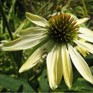 6 x rudbeckia pourpre - echinacea purpurea 'sunrise'  - godet 9x9 cm